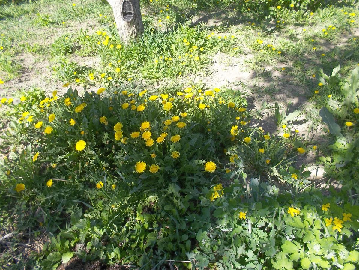 Issyk-Kul - Camping Grigoryevka Hotel Grigor'yevka Buitenkant foto