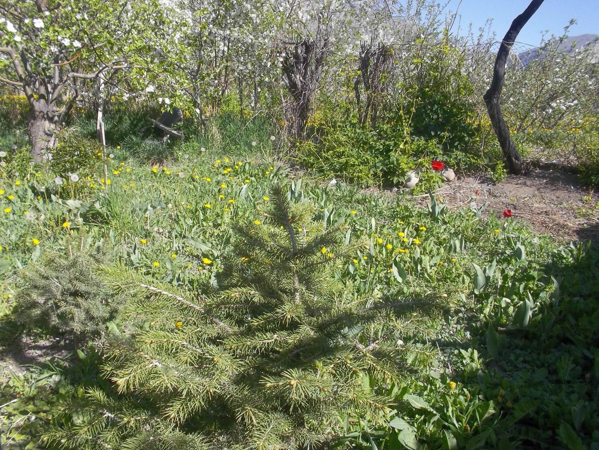 Issyk-Kul - Camping Grigoryevka Hotel Grigor'yevka Buitenkant foto